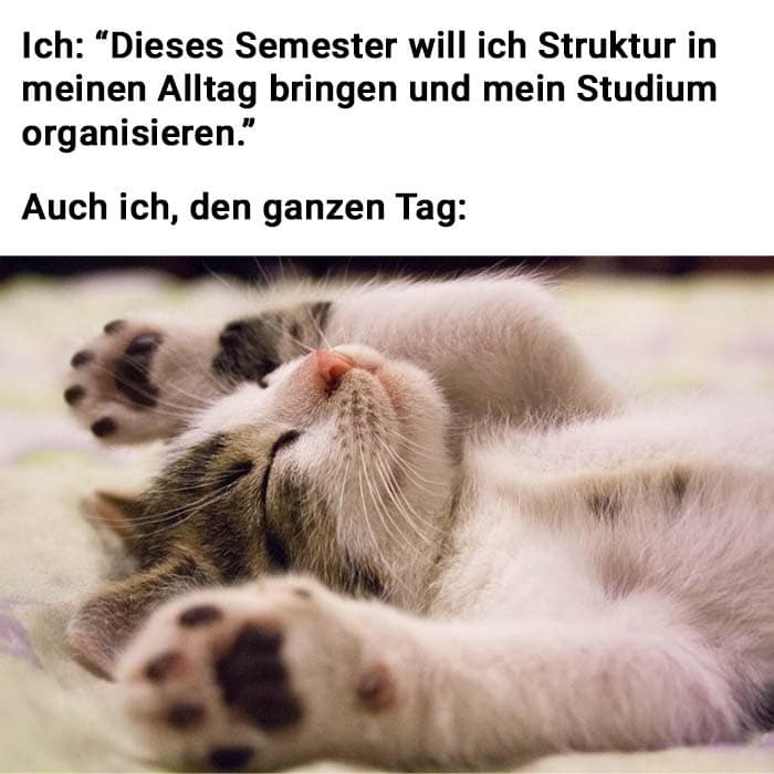 Faule Katze Meme Universität